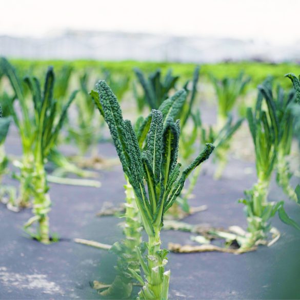 Gärtnerei Close Pflanze